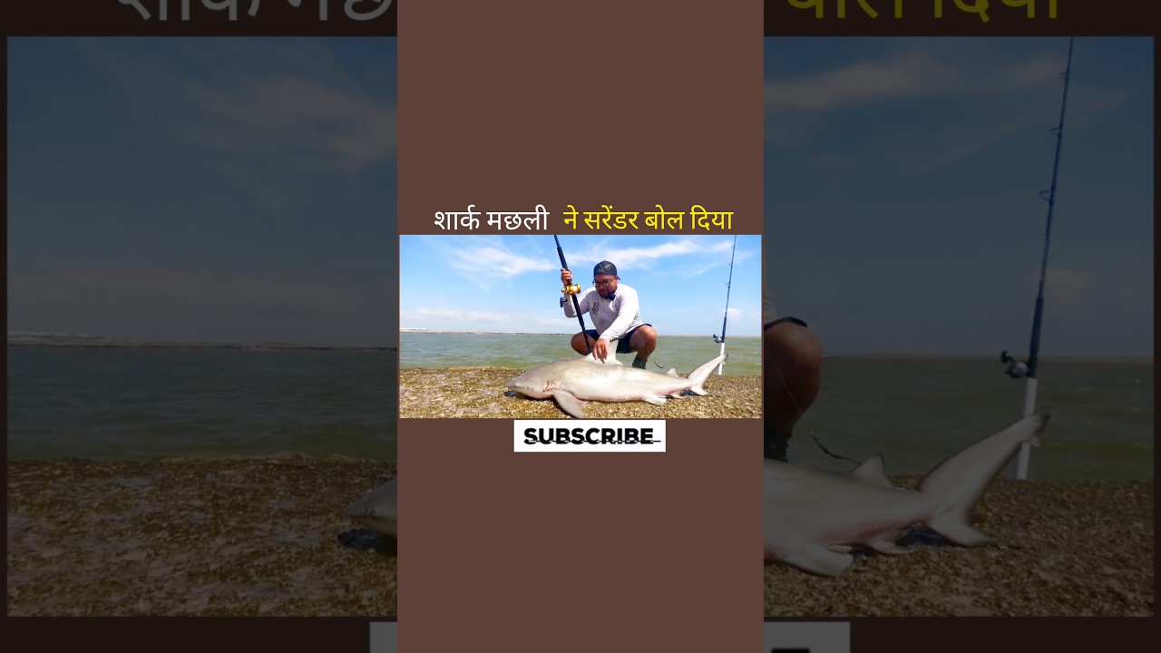 शार्क मछली ने सरेंडर बोल दिया 😱 #aivideo #facts #shortsfeed #shortvideo #amazingfacts #youtubeshorts
