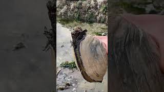 Picked up a giant geoduck on the beach