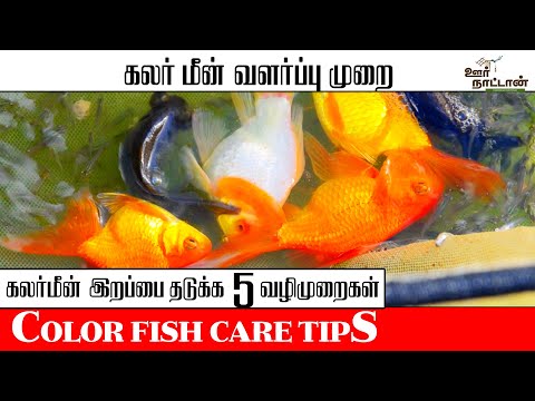 கலர் மீன் வளர்ப்பு முறை | How to Save Your Color Fish From Dying |Oor Naattan