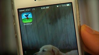 Tech Minute - Bird-watching Apps