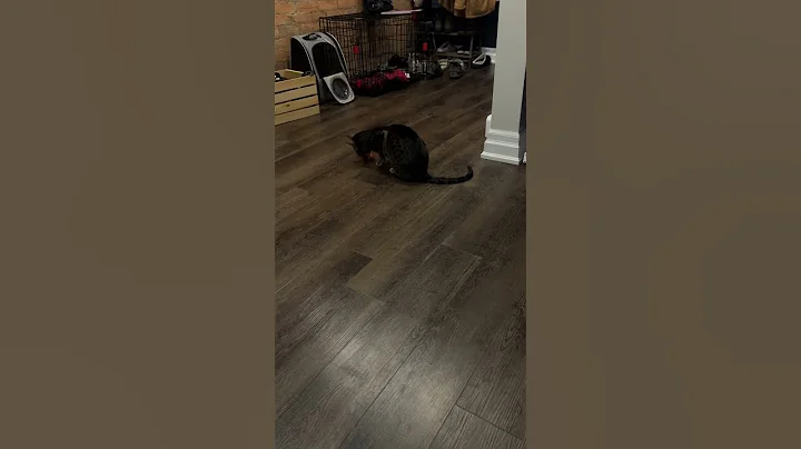 Watch the video about Bengal Cat Playing 😸 #bengalcat #bengallove #catshorts #cats #catsoftiktok #funnypets #pomsky #dogs