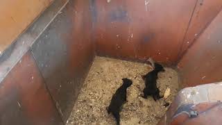 Nlt Dva Meseca Od Cveleta I Gare