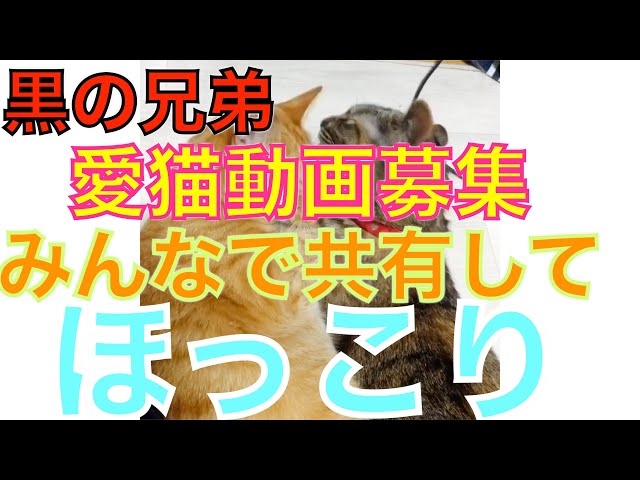 黒の兄弟youtube活動 猫編 カーサービス黒の兄弟 本店 黒の兄弟youtube活動 猫編 カーサービス黒の兄弟 本店