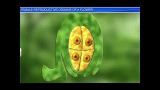 CBSE Class 12 Biology, Sexual Reproduction in Flowering Plants-2, Female Reproductive Organs