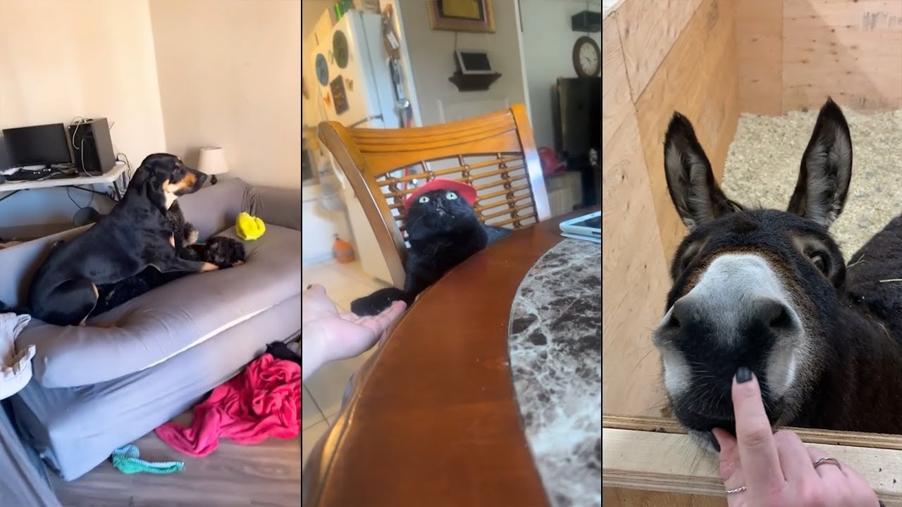 Try Not To Laugh Dogs And Cats 😁 - Best Funniest Animals Video 2024 😹🐶 #3