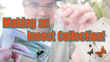 Starting my Insect Collection! | UF Entomology Vlog #2