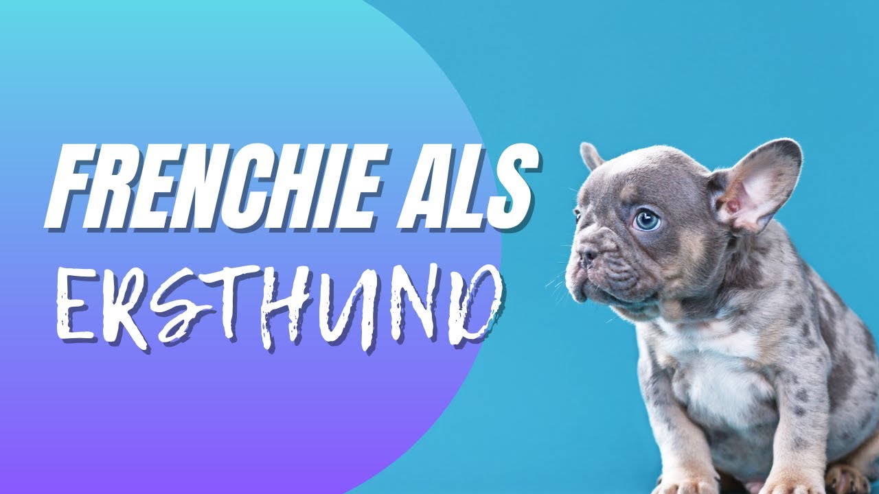 Ein Frenchie als Ersthund? Ist die Französische Bulldogge wirklich für Anfänger geeignet?