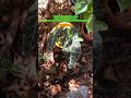 PLANTS WANT SUN