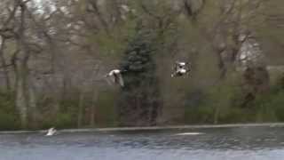 Three Ducks Flying Slow Motion