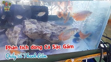 Phân tích dòng Cá Sặc Gấm hàng hót tại shop cá cảnh Thanh Liêm