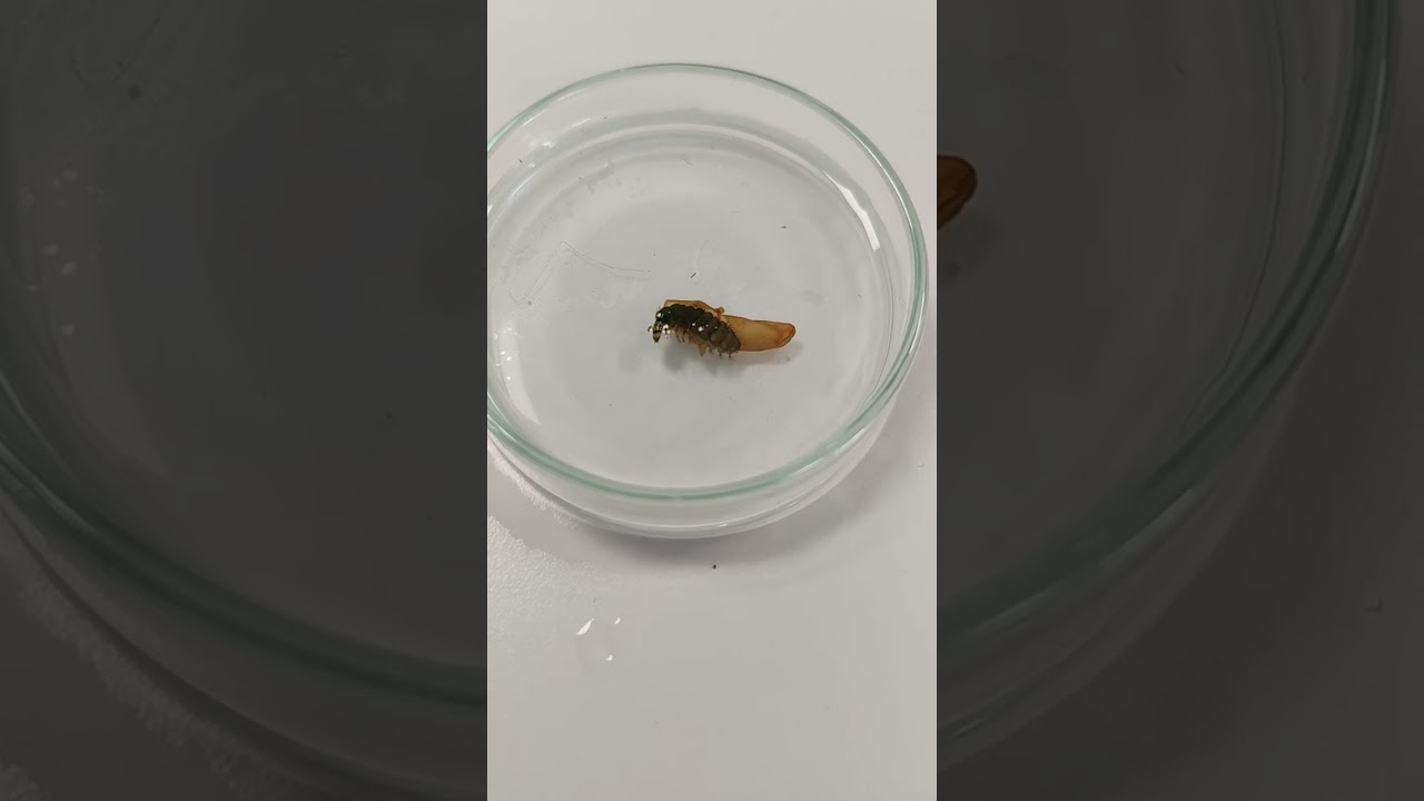 Lõpusehmeslane (Rhyacophila) - Eesti elurikkus