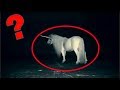 Top 5 mythical creatures caught on camera | mysterious unknown animals caught on tape | in hindi