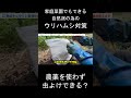 無農薬きゅうりとウリハムシ対策