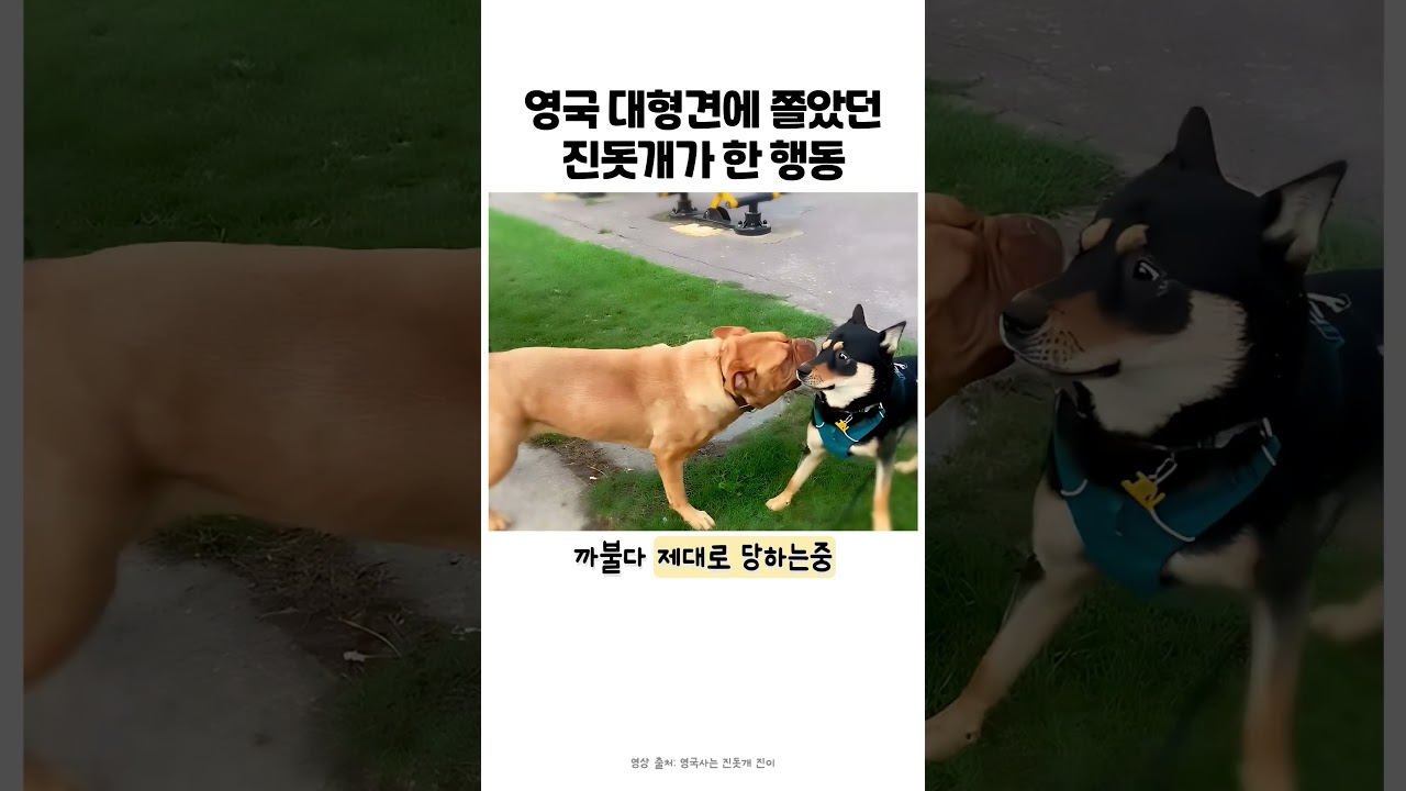 영국개vs진돗개 #강아지 #반려견 #어질리티 #진돗개