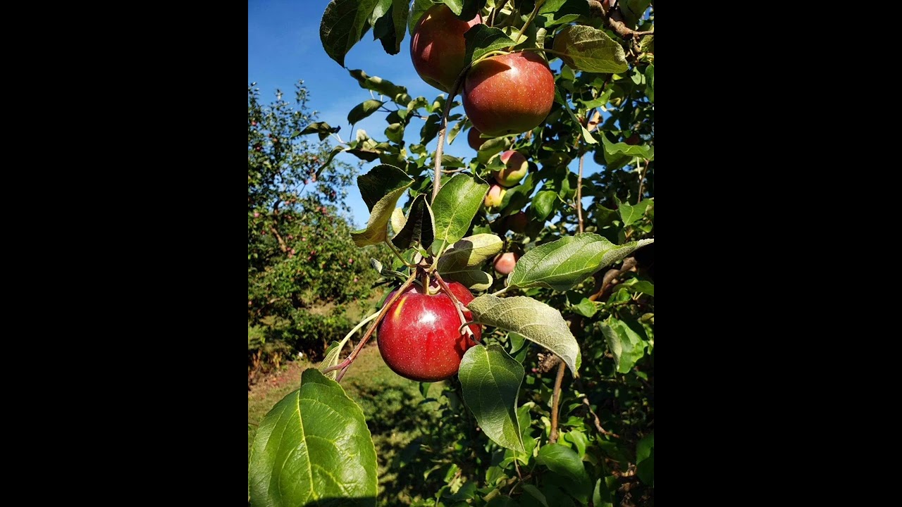 yero kampiti group (amadou dicko)