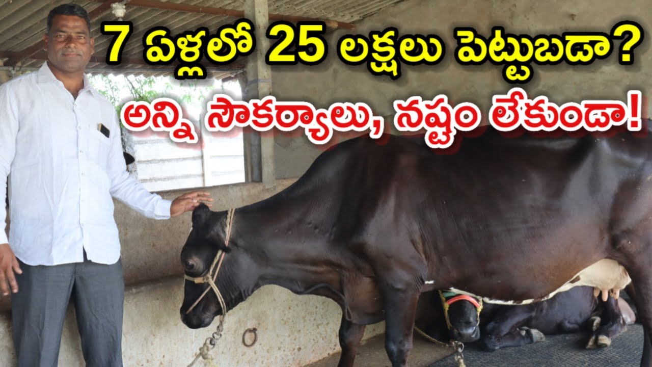 25 లక్షల పెట్టుబడా ? Amaranathreddy dairy farm@MalleshAdla