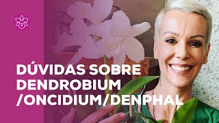 Duvidas sobre Dendrobium /Oncidium/Denphal - thptnganamst.edu.vn