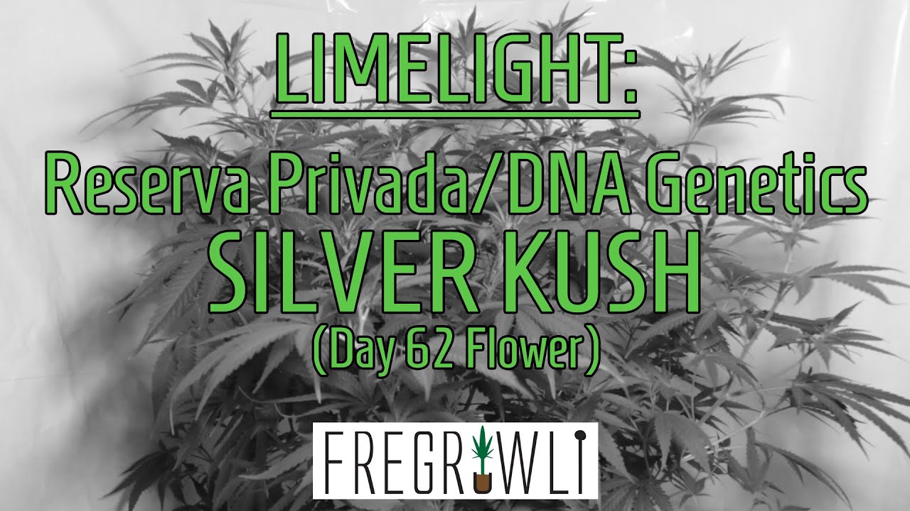 Limelight: Reserva Privada Silver Kush (DNA Genetics) - Day 62 Flower