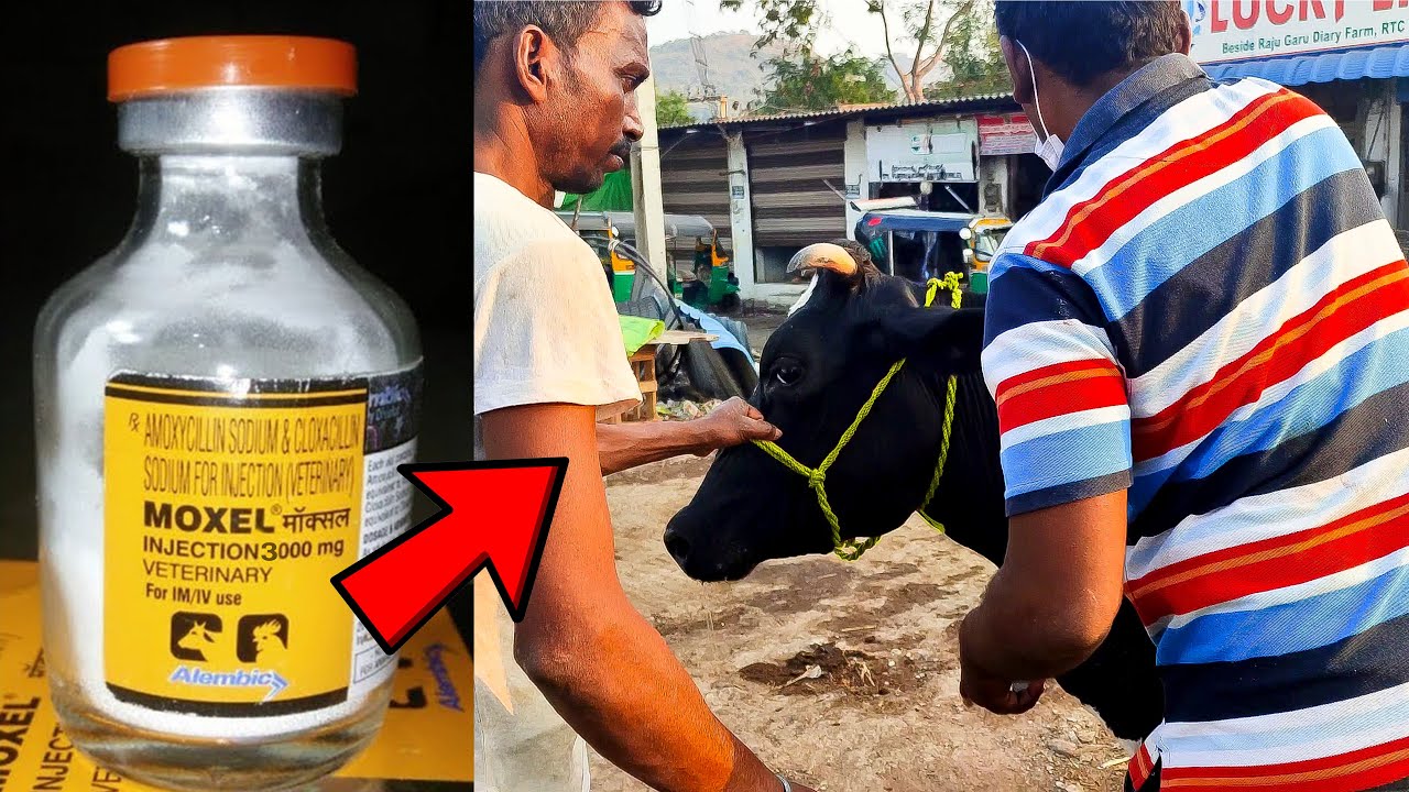 Cow Video | Moxel Injection 3000 | Best Medicine | Treatment For Udder & Teats Problem