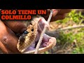 LA SERPIENTE MÁS TEMIDA DEL ESTADO DE MÉXICO (Crotalus molossus)