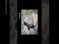 Ras!! #shortvideo #viralvideo #birds #photography #tutorial #photoshop #fotografia #adobe #speed