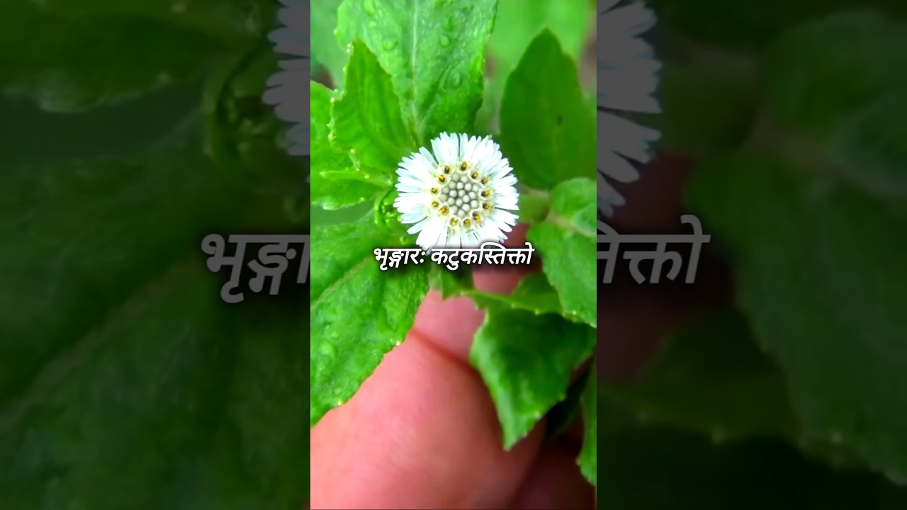 Bhringraj Shloka✨. 