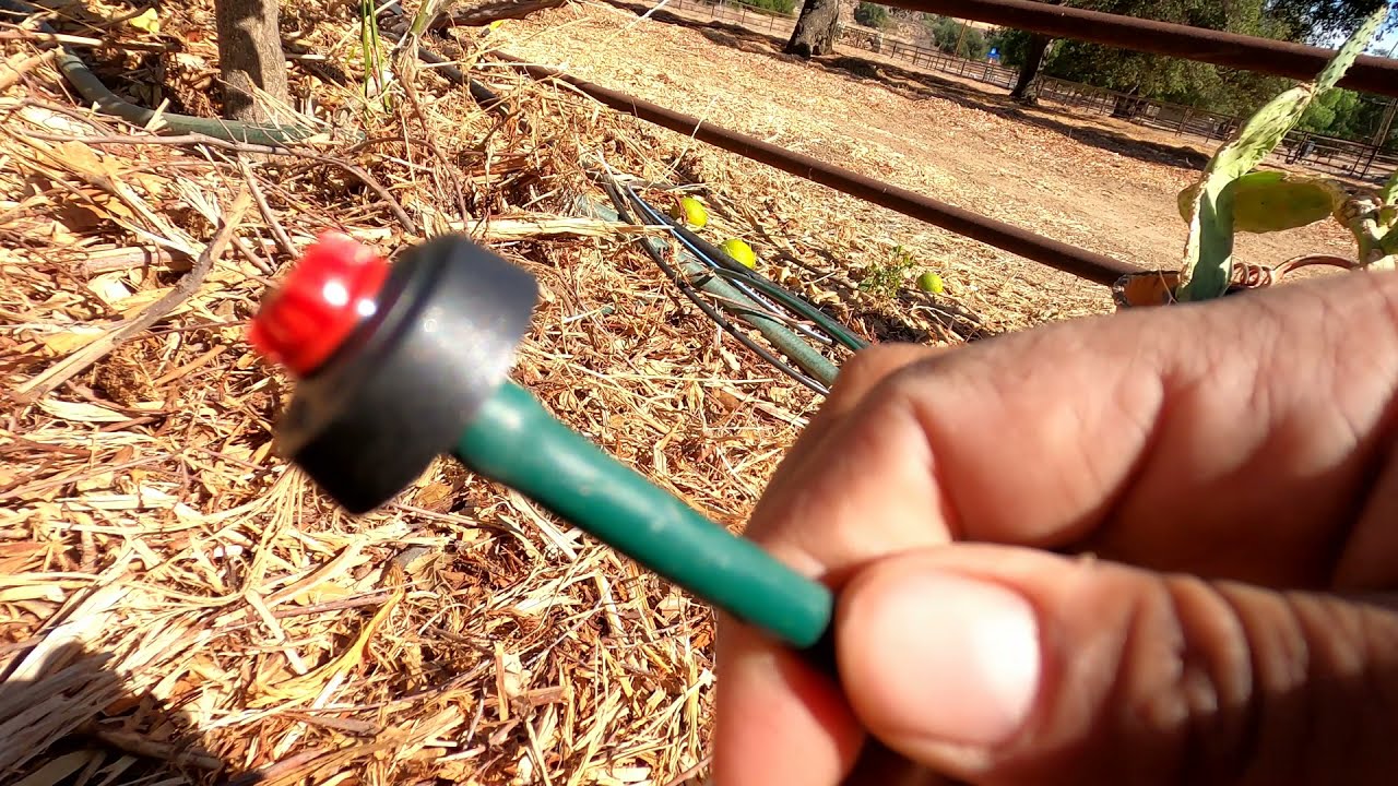 Setting Up Drip Irrigation For Our Fruit Tree Orchard (The simple things that matter) orchard
