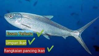 Info Kumplit Cara Mudah Mancing Ikan Bandeng Tambak