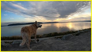 Morning Dog Walk on Scenic Waterfront / Relaxing Music & Nature Dog Walk / Ruston Way