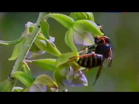 Видео: Тайни на дивата орхидея в Ямайка, преглед на ресторантите