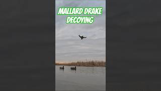 Mallard Drake Decoying Right In