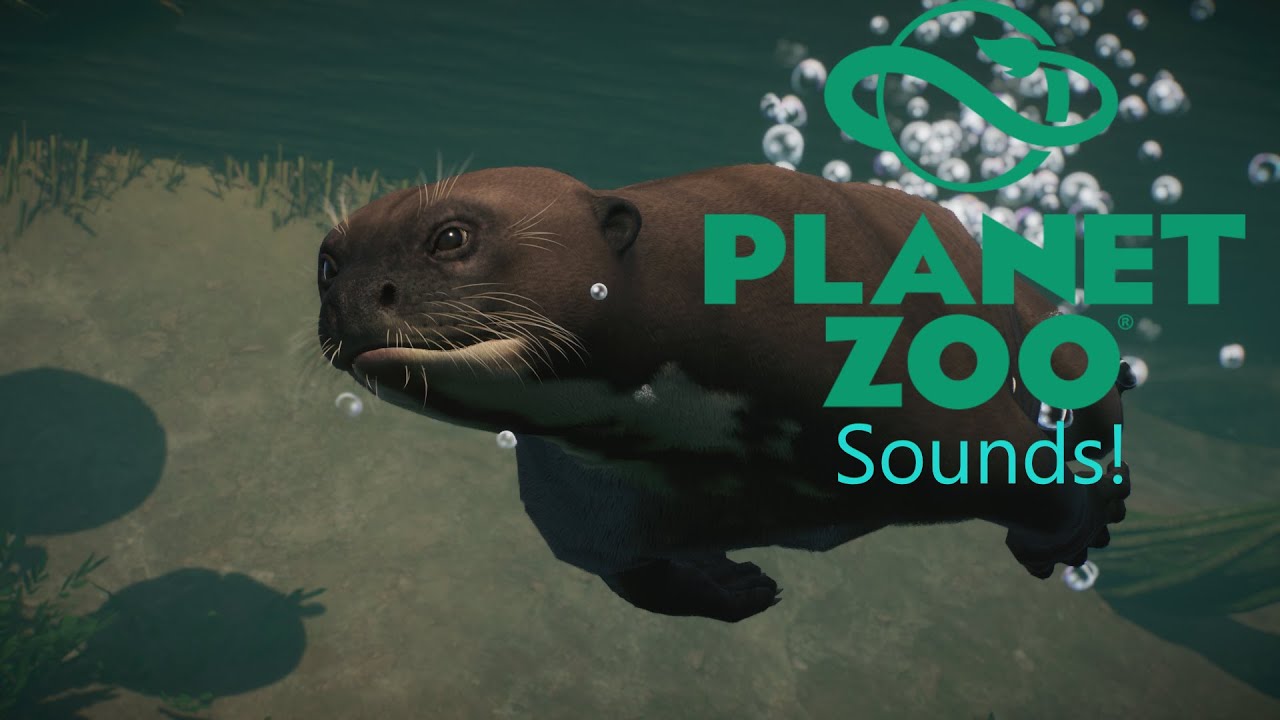 Zoo Aquatic Pack All Giant Otter Sound Effects YouTube