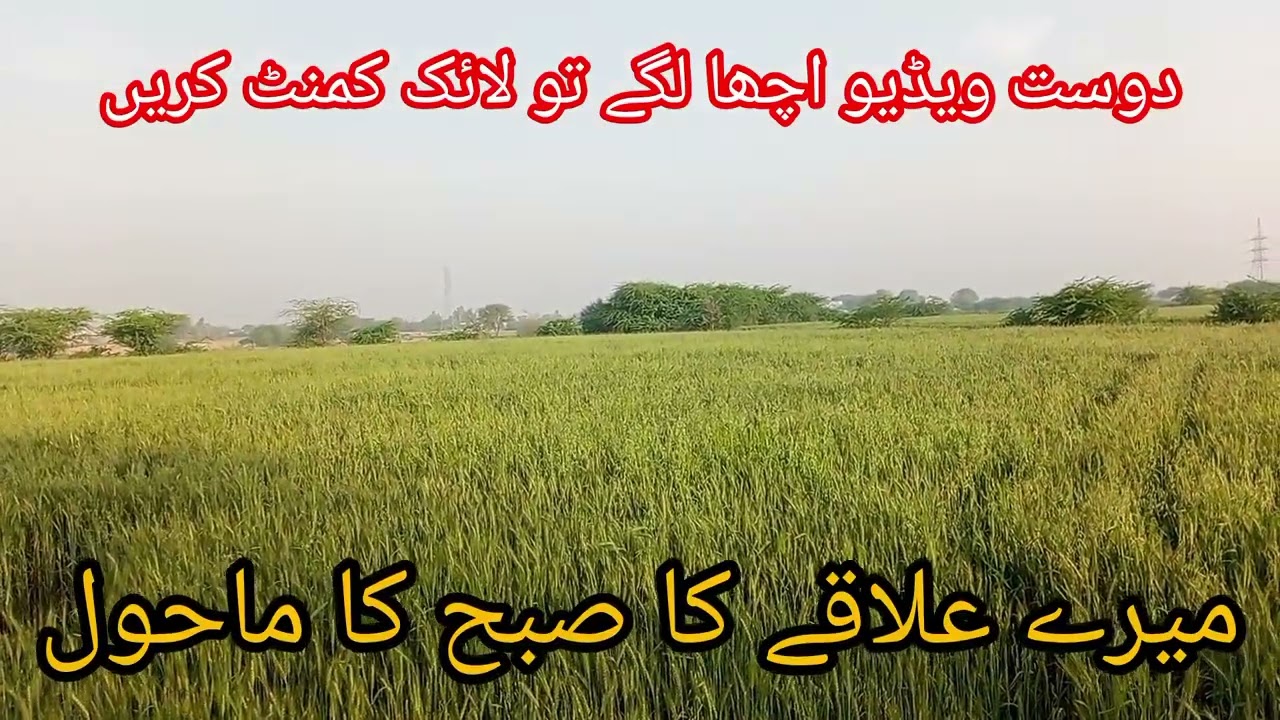 میرے علاقے کا صبح کا ماحول 