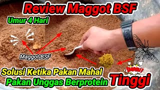 Download lagu Review Larva (Maggot) BSF Umur 4 Hari Setelah Telur Menetas | Maggot Bsf