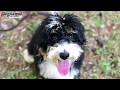 5 Month Old Bernedoodle "Heidi" Before/After Video | Dog Trainer Duluth, Georgia