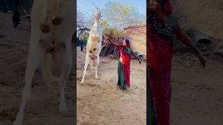 Pavan or Ananya #song #rajasthani #jaisalmer #subscribe #viralshorts #india #youtube ￼