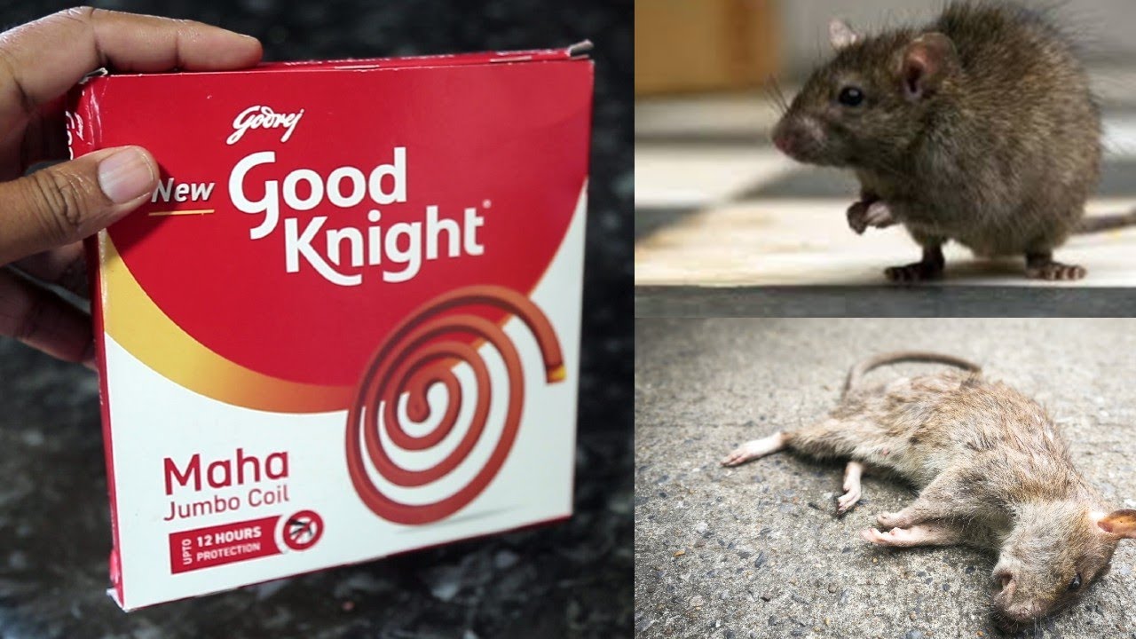 JUST ONE MINUTE || How To Get Rid of Mouse Rats, Permanently In a ...