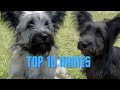 Top 10 Skye Terrier Dog Names 2021 の動画、YouTube動画。