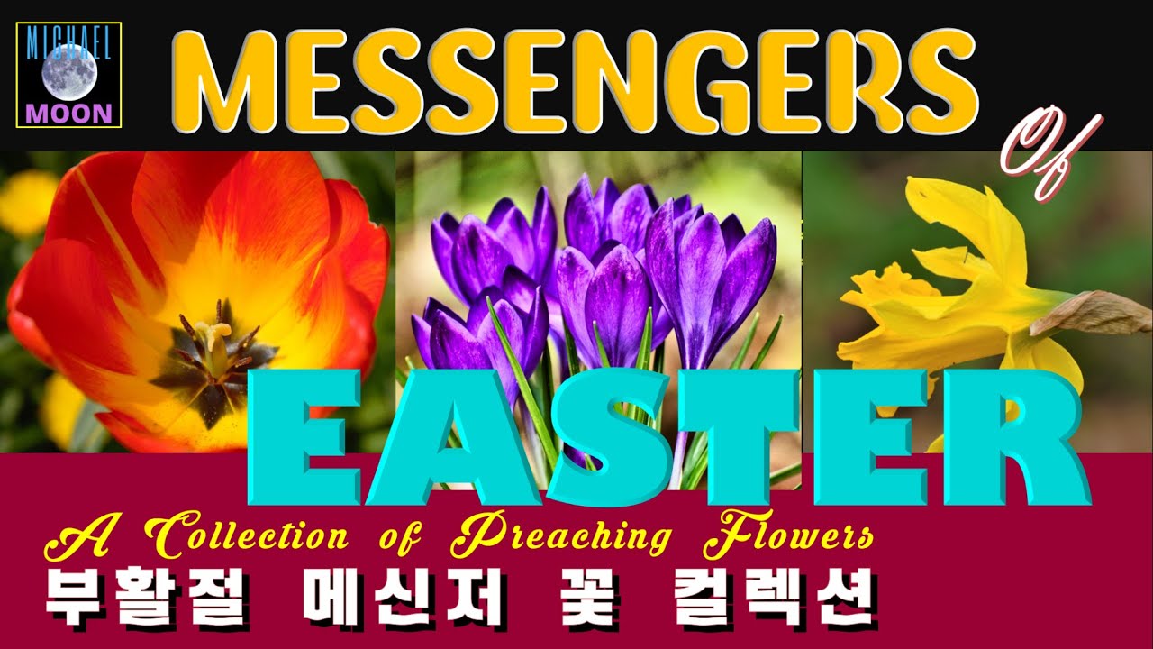 Guarda CHRISTIAN MUSIC WITH EASTER FLOWERS / 부활절 꽃 향연 찬양 음악 su YouTube Guarda CHRISTIAN MUSIC WITH EASTER FLOWERS / 부활절 꽃 향연 찬양 음악 su YouTube