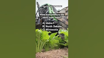 What US state produces the most sugar beets? #agriculture #farming #sugar #shorts #moretosugar #usda