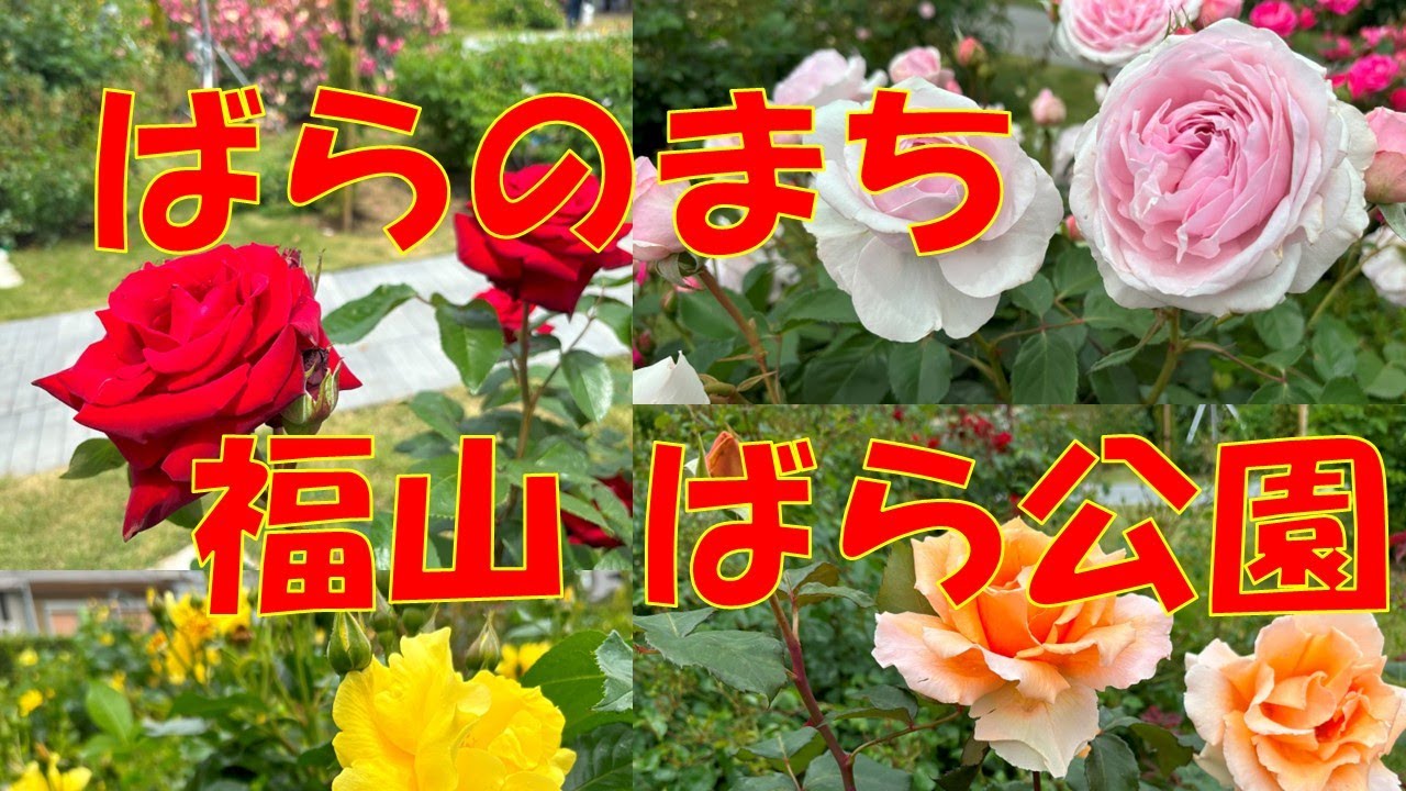 ばらのまち 福山 ばら公園 2025年5月10日 行き方 Rose FUKUYAMA,HIROSHIMA