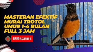 Masteran Efektif Murai Trotol Umur 1 4 Bulan