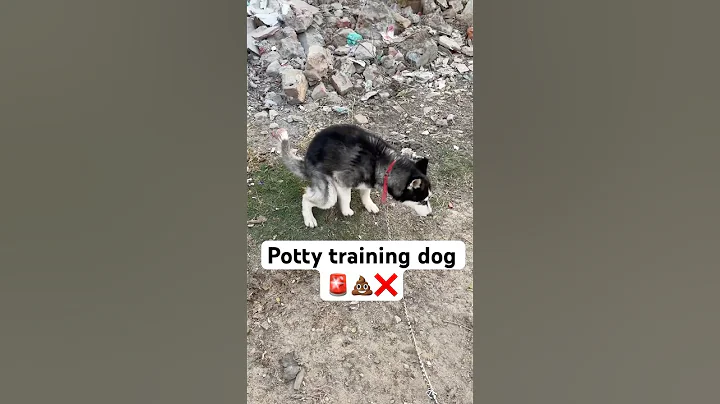 Watch the video about Siberian Husky temperament 🚨 #shorts #dog #husky #cat | Review reloaded