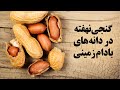 گنجی نهفته در دانه های بادام زمینی