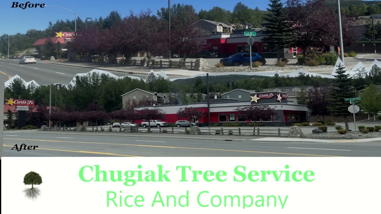 Chugiak Tree Service - Most Affordable Tree Care