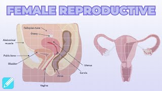 Anatomy of Female Reproductive System: Structure & Function