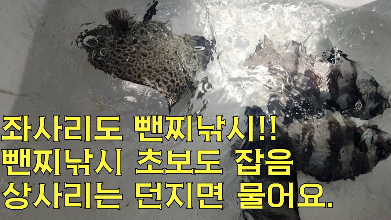 좌사리도 몇번안해본 뺀찌낚시 초보도 잡기는 잡네요.