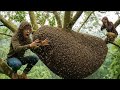 One Slip and There Is No Way Back Extreme Forest Honey Harvest 2026