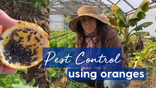 Pest Control Using Oranges? How To Protect Your Plants From Pill Bugs Chef Mollie