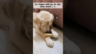 Never Touch His Favorite Chew Stick..😭 | Raghuu | Labrador | 🐶🐾 #labrador #puppy #shorts